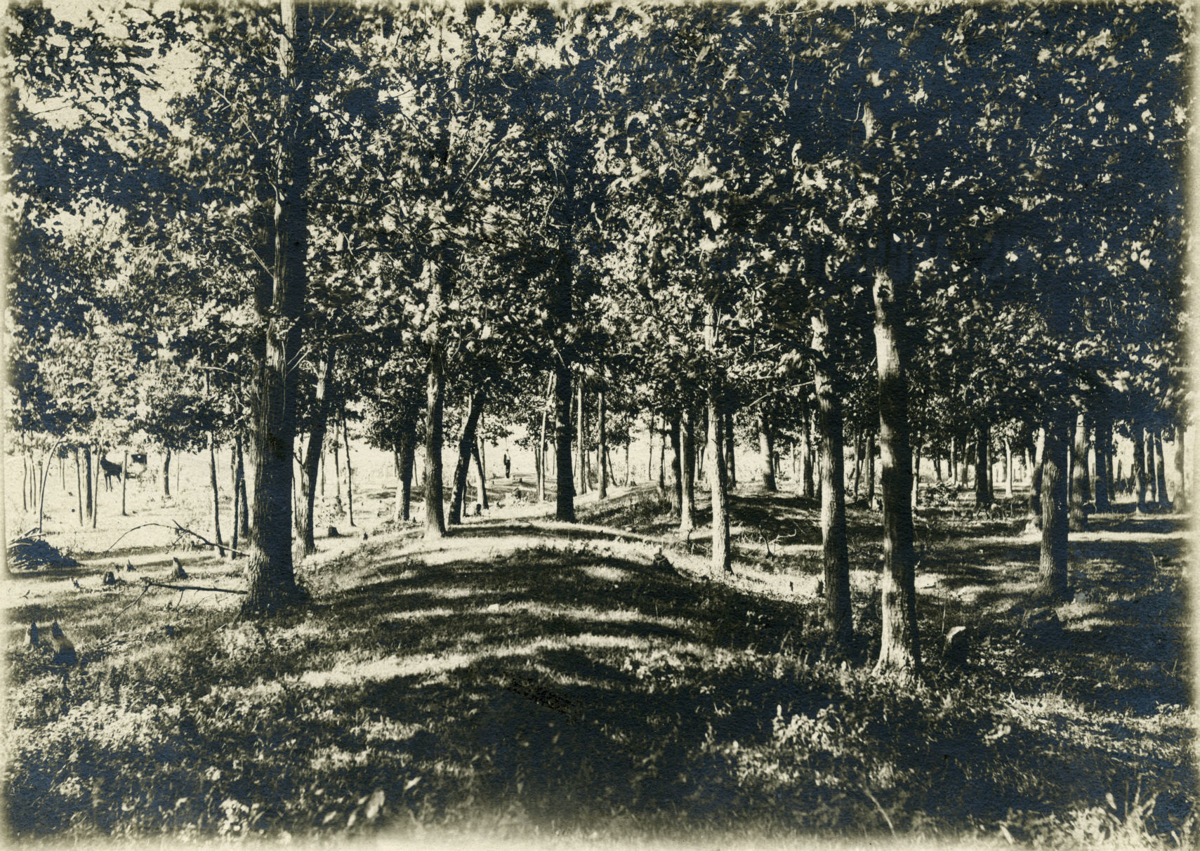 Linear mounds